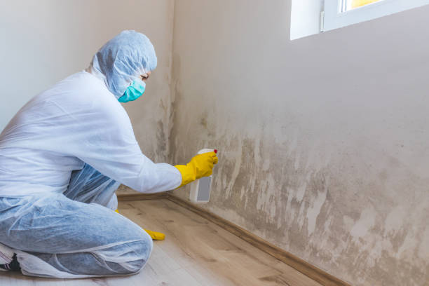 Licensed Mold Removal service in Hardyville, VA - WQB Mold Removal
